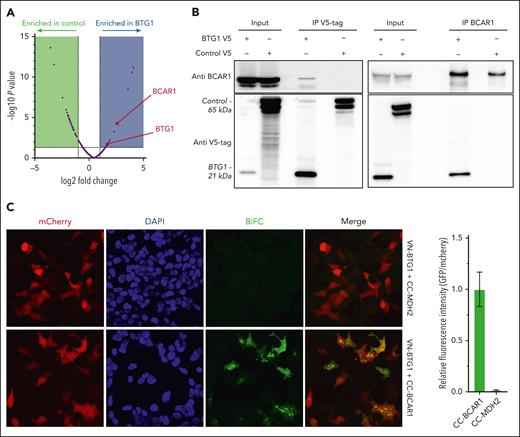 BCAR1 is a new BTG1 interactant. (A) Volcano plot of the proteins identified after anti-HA immunoprecipitation in cells transfected with HA-BTG1 or HA-GFP plasmids (n = 3). (B) Coimmunoprecipitation confirmation of the BTG1-BCAR1 interaction (representative of n = 3 experiments). (C) Illustrative confocal acquisitions (original magnification ×40) (left) and quantification (right) measuring mCherry fluorescence (transfection control), DAPI (nuclear staining), and Venus fluorescence (BiFC) after transfection with VN-BTG1 and CC-MDH2 (negative control) or CC-BCAR1, as indicated (representative of 4 experiments).