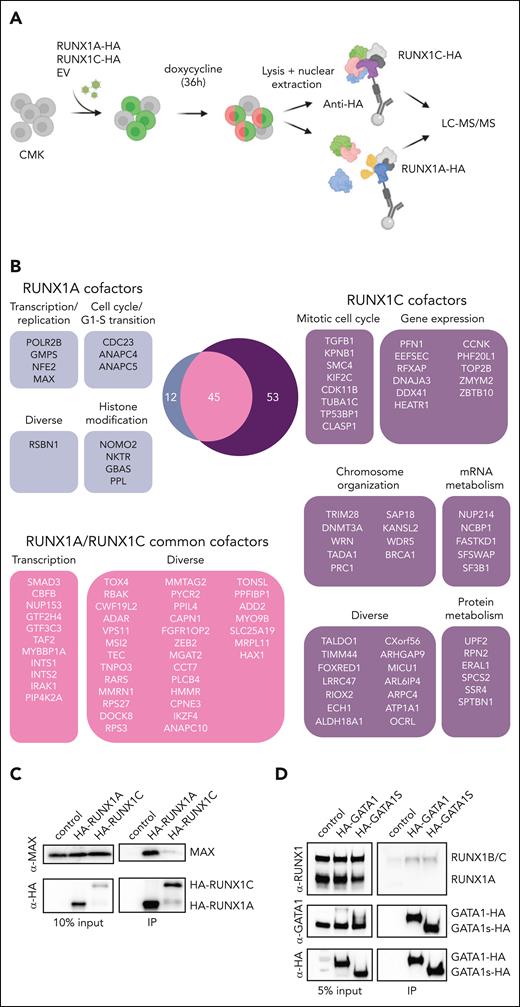 Distinct RUNX1A and RUNX1C protein interaction networks. (A) Experimental setup for isolating HA-RUNX1A– or HA-RUNX1C–containing protein complexes from CMK cells. (B) RUNX1A and RUNX1C complex composition in CMK cells with functional grouping. The Venn diagram shows significantly enriched interactors (log2 fold change > 1; P < .05). (C) Western blot confirming coimmunoprecipitation of MAX and RUNX1A using anti-MAX and anti-RUNX1 antibodies. Representative picture of 2 independent experiments using K562 cells are shown. A 10% input was used as the loading control. (D) Western blot showing RUNX1A/C isoforms coimmunoprecipitated with doxycycline-inducible HA-tagged GATA1 and GATA1s or the EV vector. Representative pictures of 3 independent experiments using CMK cells are shown. A 5% input was used as the loading control. IP, immunoprecipitation; mRNA, messenger RNA.
