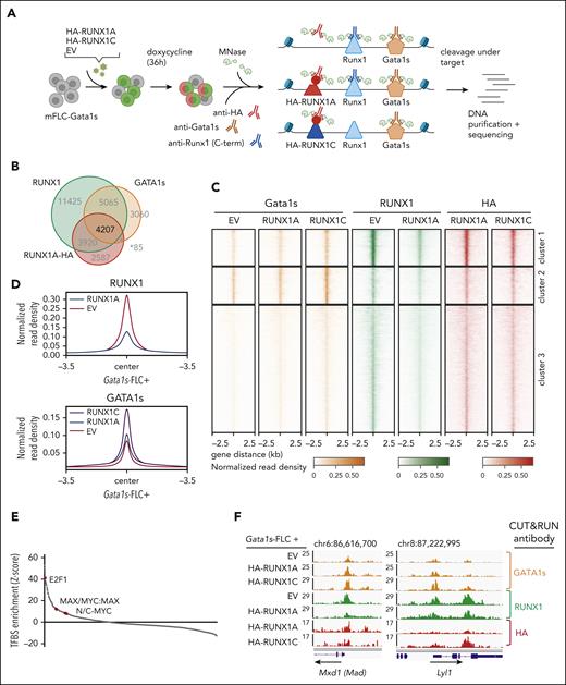 RUNX1A affects gene regulation by displacing endogenous RUNX1C. (A) Experimental setup of CUT&RUN on murine Gata1s-FLCs after doxycycline-induced expression of HA-RUNX1A/RUNX1C. CUT&RUN was performed using anti-HA, anti-RUNX1(C-term), and anti-GATA1 antibodies. Peaks were called by SEACR47 using EV control cells as background. Data represent 1 experiment. (B) Venn diagram showing the number of genomic regions bound by endogenous RUNX1, endogenous GATA1s, and/or HA-RUNX1A after HA-RUNX1A overexpression. (C) Heat maps depicting the colocalization of endogenous GATA1s (orange, left), endogenous RUNX1 (green, middle), and HA-RUNX1A/-RUNX1C (red, right) signals after doxycycline-induced HA-RUNX1A or HA-RUNX1C expression in Gata1s-FLCs. EV-transduced cells were used as a control. Regions ±2.5 kilobases (kb) of the peak center are shown. Binding intensities are represented as normalized reads per kilobase of transcript per million reads mapped values (bars below the blots). (D) Binding intensities (normalized read density) of RUNX1 (left) and GATA1s (right), in EV control and doxycycline-induced HA-RUNX1A and HA-RUNX1C expressing cells. (E) Transcription factor motif enrichment analysis under RUNX1 peaks, at the promoter regions of genes that are differentially expressed upon doxycycline-induced RUNX1A expression (log2 fold change = 1). Human promoter regions were used as background. z score intensities are shown. (F) Integrative Genomics Viewer snapshots of Mxd1 and Lyl1 gene promoters showing occupancy of endogenous GATA1s, RUNX1, and HA-RUNX1A/-RUNX1C in Gata1s-FLCs after doxycycline-induced HA-RUNX1A/HA-RUNX1C expression or in EV control–expressing cells. The tracks display coverage (reads per kilobase of transcript per million reads mapped) (left). Scale and chromosome location are shown (top).