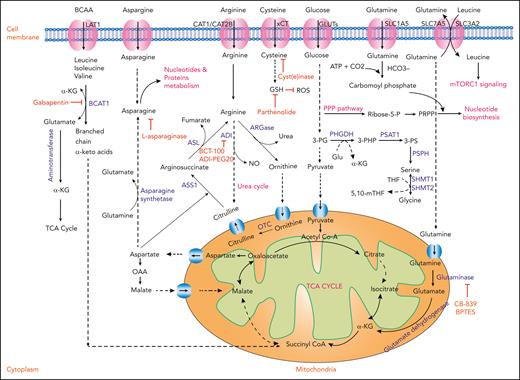 Amino acid metabolism in AML and relevant therapeutic strategies. Schematic representation showing the cellular uptake and utilization of select amino acids and their downstream intermediates. Enzymes with demonstrated relevance to AML pathophysiology are highlighted in blue. Inhibitory compounds or proteins are highlighted in red. Biological outputs and metabolic pathways are highlighted in pink. ADI, arginine deaminase; ASL, arginosuccinate lyase; ASN, asparagine; ASS1, arginosuccinate synthetase 1; NO, nitric oxide; OAA, oxaloacetic acid; OTC, ornithine transcarbamylase; PSAT1, phosphoserine aminotransferase 1; PSPH, phosphoserine phosphatase; 3-PG, 3-phosphoglycerate; 3-PHP, 3-phosphohydroxypyruvate; 3-PS, 3-phosphoserine; THF, tetrahydrofolate; 5,10-mTHF, 5,10-methylenetetrahydrofolate.