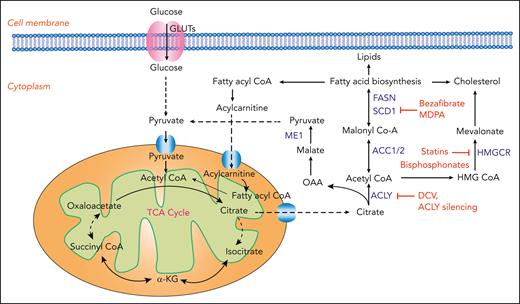 FA metabolism in AML and relevant therapeutic strategies. Schematic representation showing the transport of citrate into the cytoplasm, conversion to acetyl-CoA, and generation of FA intermediates through either downstream carboxylation or alternatively through the MVA pathway. Enzymes with demonstrated relevance to AML pathophysiology are highlighted in blue. Chemical inhibitors or gene silencing effects are highlighted in red. ACC, acetyl Co-A carboxylase; ACLY, ATP citrate lyase; DCV, dehydrocurvularin; FASN, fatty acid synthase; HMGCR, HMG-CoA reductase; ME1, malic enzyme 1; OAA, oxaloacetate; SCD1, stearoyl CoA desaturase 1.