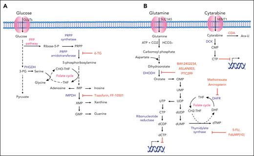 Nucleotide metabolism in AML and relevant therapeutic strategies. (A) Purine nucleotide biosynthesis in AML. Schematic representation showing purine synthesis through the utilization of glycolytic intermediates. Key enzymes, inhibitory compounds, and metabolic pathways with demonstrated relevance to AML pathophysiology are highlighted in blue, red, and pink, respectively. (B) Pyrimidine nucleotide biosynthesis in AML. Schematic representation showing the key enzymes involved in de novo pyrimidine synthesis. The transport of pyrimidine analog cytarabine and the mechanistic inhibition of DNA synthesis in leukemic cells is represented. Different enzymes, inhibitory compounds, and metabolic pathways with demonstrated relevance to AML pathophysiology are highlighted in blue, red, and pink, respectively. Ara-U, uracil arabinoside; CDP, cytidine diphosphate; CMP, cytarabine monophosphate; CTP, cytidine triphosphate; DHF, dihydrofolate; DHFR, dihydrofolate reductase; DOODH, dihydroorotate dehydrogenase; GMP, guanine monophosphate; IMP, inosine monophosphate; IMPDH, 5′-monophosphate dehydrogenase; OMP, orotidine 5′-monophosphate; 3-PG, 3-phosphoglycerate; PHGDP, 3-phosphoglycerate dehydrogenase; PPP, pentose phosphate pathway; 6-TG; 6-thioguanine; UMP, uridine monophosphate; TS, thymidylate synthase; UDP, uridine diphosphate; UTP, uridine triphosphate; XMP, xanthine monophosphate.