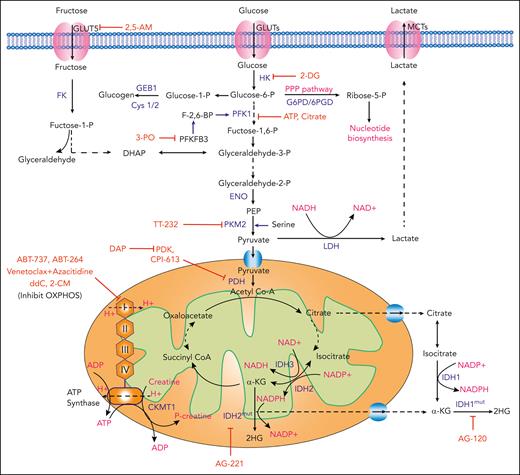 Glycolysis and mitochondrial OXPHOS in AML and relevant therapeutic strategies. Schematic representation showing the cellular uptake and downstream utilization of glucose and fructose. Enzymes with demonstrated relevance to AML pathophysiology are highlighted in blue. Chemical and biological inhibitors are highlighted in red. Biological outputs and metabolic pathways are highlighted in pink. 2,5-AM, 2,5-anhydro-D-mannitol; FK, fructose kinase; LDH, lactate dehydrogenase; MCTs, monocarboxylate transporters; PEP, phosphoenolpyruvate.