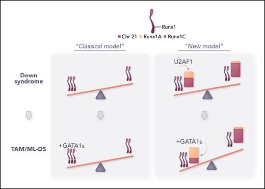 Refining the model of dosage imbalance in TAM/ML-DS. From this study, the impact of trisomy 21 on TAM/ML-DS pathogenesis has been refined from the “classical” model (gene dosage effect, left panel) to a “new” model in which the combination of 3 chromosome 21 and a disequilibrium of the RUNX1A/RUNX1C transcripts promotes myeloid leukemia in children with DS (right panel). Professional illustration by Somersault18:24.