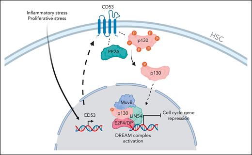 Tetraspanin protein CD53 is transiently upregulated in HSCs on stress. CD53 localizes closely to p130 and its hydratase PP2A, promoting the hypophosphorylated and active p130 form. Once dephosphorylated, p130 relocates to the nucleus and enhances DREAM complex formation, activation, and transcriptional repression of cell cycle genes, thereby promoting HSC return to quiescence. MuvB, multi-vulval class B; LIN54, Lin-54 DREAM MuvB core complex component; DP, dimerization partner. Figure created with BioRender.com.