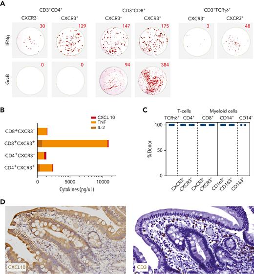 CXCR3+ T cells are of donor origin and release inflammation-promoting compounds on short-term activation. (A) ELISpot wells showing IFN-γ (top row) and granzyme B (GrzB; bottom row) production by flow-sorted CD4+TCRαβ+ (left; 1600 cells/well), CD8+TCRαβ+ (center; 1600 cells/well), and TCRγδ+ (410 cells/well for CXCR3+ and 79 cells/well for CXCR3–) T cells plated in ELISpot plates (U-CyTech Biosciences) and stimulated overnight by PMA and ionomycin. (B) Supernatants from ELISpot assays using 65 000 or 12 500 cells (CD4+CXCR3– subset only) were harvested before cell lysis for testing by Luminex. CXCL10 (ligand binding to CXCR3), tumor necrosis factor (TNF), and interleukin 2 (IL-2) levels are shown. Note that cytokine values for CD4+CXCR3– subset are corrected based on 5-fold less T-cell yield after sorting. (C) Results of short tandem repeats (STR) analysis performed on 20 000 flow-sorted TCRγδ+ T cells, TCRαβ+ T-cell subclusters separated according to the level of CXCR3 expression (supplemental Figure 9), and CD14+ myeloid subclusters separated according to the level of CD163 expression and CD14– myeloid cells. Chimerism data are representative for the results obtained from 4 different patients with aGVHD. (D) Detection of CXCL10+ cells (left) and CD3+ T cells (right), both in brown, in a duodenum biopsy sample obtained from a patient with steroid-refractory aGVHD. Note that CXCL10 is expressed by epithelial cells lining the villi as well as small lymphocytic cells residing in the lamina propria of the villi in the same localization as CD3+ T cells stained in a serial section.