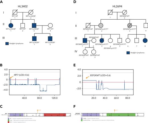 LOF variants falling under maximum multipoint linkage regions in large HL pedigrees. (A) Segregation of IRF7-p.W238∗ among 4 affected relatives in HL3402. (B) MLOD plot on chromosome 11 with IRF7 location indicated. (C) Protein paint diagram showing the location of stop-gain variant p.W238∗, which could result in the removal of the IRF-3 functional domain. (D) Segregation of EEF2KMT-p.K177∗ among 2 affected relatives and 2 obligate carriers in HL3402. Two unaffected siblings also carry the variant. (E) MLOD plot on chromosome 16 with the EEF2KMT location indicated. (F) Protein paint diagram showing the location of stop-gain variant p.K177∗, which could result in the removal of part of the AdoMet_MTases functional domain.