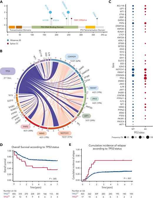TP53 alterations in the GRAALL03/05 and FRALLE2000 studies. (A) Lollipop plots indicating TP53 mutations in 476 patients with T-ALL. More details on the pathogenicity of the TP53 mutations are provided in supplemental Table 4. (B) Circos plots illustrating pairwise relationships across relatively common mutated genes in TP53Alt T-ALL. The width of the ribbon corresponds to the number of cases with the simultaneous presence of a first and second gene mutation. (C) Frequency of alterations per gene in TP53Alt vs TP53WT T-ALL. The width of the circles is proportional to the frequency of alterations observed in the 2 T-ALL subgroups (TP53Alt in red vs TP53WT T-ALL in blue). (D-E) Clinical impact of TP53Alt in the GRAALL0305 and FRALLE2000 studies. OS (D) and CIR (E) are shown. The red curve represents patients with TP53Alt T-ALL and the blue curve represents patients with TP53WT.