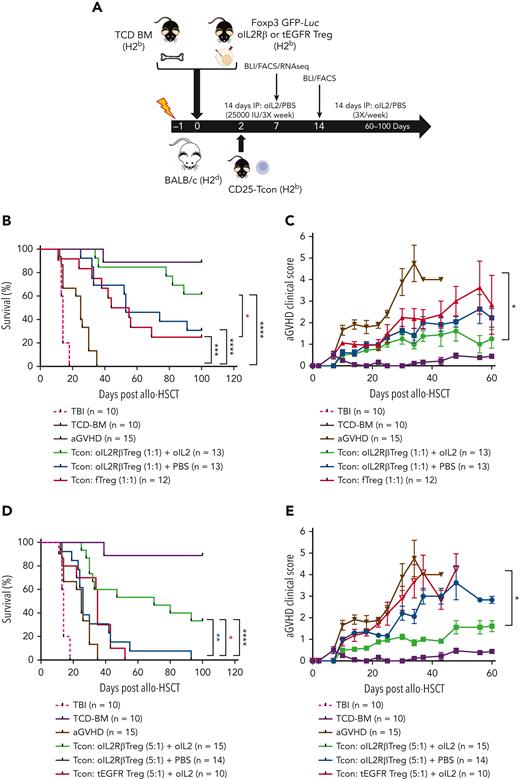 In vivo injection of oIL-2 and oIL-2Rβ Tregs protect from lethal GVHD. (A) Schema of aGVHD mouse model. Survival curve (B) and aGVHD clinical scores (C) of mice treated with 1 × 106 of fTregs or oIL-2Rβ Tregs and injected with PBS or oIL-2 at a Tcon:Treg ratio of 1:1. Survival curves (D) and aGVHD clinical scores (E) of mice treated with oIL-2Rβ Tregs and injected with oIL-2 or PBS at a Tcon:Treg ratio of 5:1. Data are pooled from 3 independent experiments with a total of 10 to 15 mice per group. Error bars indicate standard error of the mean. P values are indicated when significant; ∗P < .05; ∗∗P < .01; ∗∗∗P < .001; ∗∗∗∗P < .0001. Survival curves were plotted using the Kaplan-Meier method and compared using a log-rank test. HSCT used BM transplantation depleted in T cells. Total body irradiation (TBI) was done without BM transplant. FACS, fluorescence-activated cell sorted; IP, immunoprecipitation; TCD, T cell depleted.