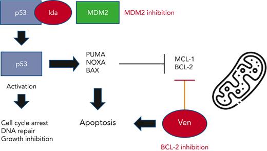 Proposed mechanism of action of combined MDM2 (idasanutlin) and BCL-2 (venetoclax) inhibition on AML cells.