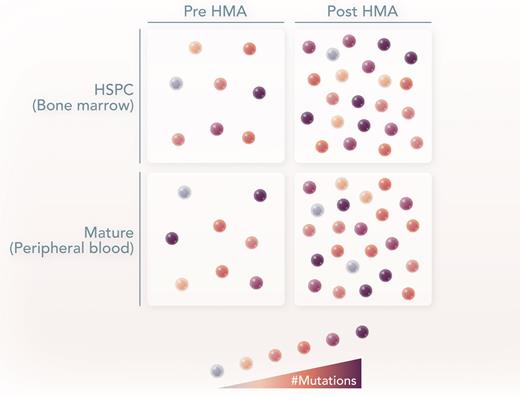 In MDS and CMML, there is a mixture of normal (white) and abnormal (brown) HSPCs. Brown color gradient represents the mutational burden. In both pre- and post-HMA treatment, the highly mutated HSPCs can differentiate and contribute to the peripheral blood, with slight variance in the clonal architecture. Professional illustration by Somersault18:24.