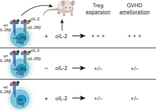Tregs expressing oIL-2Rβ significantly expand in vivo in the presence of oIL-2 and ameliorate aGVHD at a Tcon to Treg ratio of 5:1 in a mouse MHC mismatch model of HSCT. In contrast, unexpanded oIL-2Rβ Tregs (in the absence of oIL-2) and WT Tregs in the presence of oIL-2 do not expand and have virtually no effect on aGVHD. This figure was created with BioRender.com.