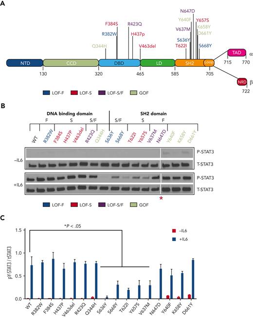 Effect of mutations on cytokine-induced STAT3 Y705 phosphorylation. (A) Schematic diagram of STAT3 depicting each domain: NTD, CCD, DBD, LD, SH2D, TAD, and NRD. (B) Representative immunoblot analysis of lysates of STAT3−/− MEF cells reconstituted with WT or mutant STAT3 constructs and incubated without (top) or with (bottom) IL6/sIL6R (100 ng/mL). Blots were probed with antibody against total (t) STAT3 or pY-STAT, as indicated. The red asterisk (∗) indicates that the images are a composite of 2 separate blots imaged simultaneously with equal exposure. (C) Bar graph showing the densitometry signal for pY-STAT3 normalized for total (t) STAT3 and the mean ± SEM of 3 immunoblots shown (∗P < .05; Student t test). CCD, coil-coiled domain; LD, linker domain; NRD, nuclear retention domain; NTD, N-terminal domain; SEM, standard error of the mean; TAD, transactivation domain.
