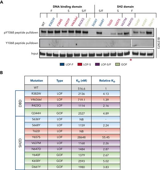 Effect of mutations on STAT3 binding to pY1068 dodecapeptide. (A) Biotinylated phosphorylated (p) Y1068 peptide or biotinylated nonphosphorylated Y1068 peptide (control) were immobilized onto streptavidin agarose beads and incubated with lysates of STAT3−/− MEF cells reconstituted with either WT or mutant STAT3 constructs. Bound proteins were separated by sodium dodecyl sulfate-polyacrylamide gel electrophoresis and immunoblotted with antibody against total STAT3. The red asterisk (∗) indicates that the images are a composite of 2 separate blots imaged simultaneously with equal exposure. (B) SPR analysis of binding of WT and mutant core STAT3 (127-722) proteins to pY1068 peptide. KD values were determined by fitting data to a 1-site equilibrium–binding model and the results shown are the mean of 3 experiments. Each KD value was divided by the WT result of that experiment to determine the relative KD value and the mean relative KD of the 3 experiments shown; the dash (−) indicates the relative KD could not be calculated. NB, no binding detected.
