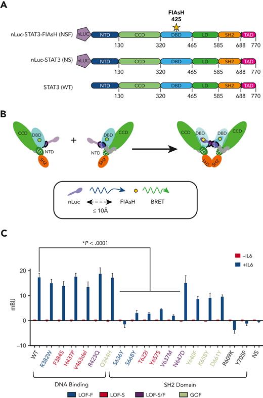 Effect of mutations on STAT3 homodimerization assessed using BRET reporter constructs. (A) STAT3 WT and mutant BRET constructs were generated that contained (NLuc inserted at the N-terminus of STAT3 and a FlAsH motif inserted within a flexible loop in the DBD immediately after residue 425 (NSF). A control STAT3 WT construct (NS) was generated that contained the NLuc but lacked the FlAsH motif. (B) A schematic of the mechanism for an increased BRET signal following STAT3 Y705 phosphorylation and homodimerization of an NSF construct is shown. (C) MEF−/− cells transiently transfected with the indicated NSF construct or control WT construct (NS) were incubated without or with IL6/sIL6R and used to measure intracellular mBU in real time. The mean ± SEM of 4 assays is shown (∗P < .0001; Student t test). mBU, milli-BRET units.