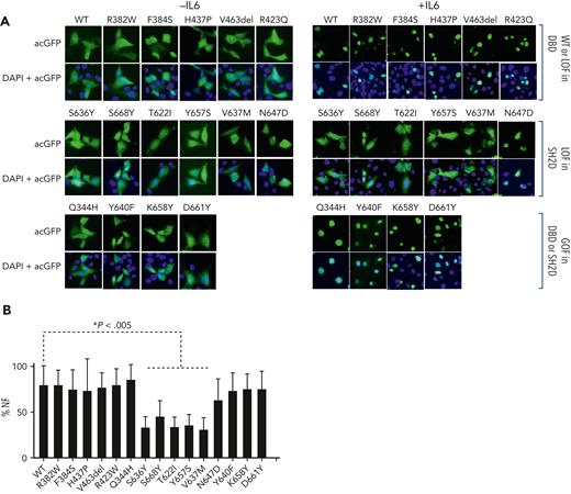 Effect of mutations on cytokine-induced nuclear localization of STAT3. (A) STAT3−/− MEF cells were transiently transfected with Ac-GFP1–tagged WT or mutant STAT3 expression constructs and incubated without (left panels) or with (right panels) IL6/sIL6R. Cells were fixed, stained with DAPI, and examined by fluorescence microscopy; representative fields are shown. (B) The % FN in cells was calculated for 30 to 40 cells incubated with IL6/sIL6R and the mean ± SEM of 3 assays is shown (∗P < .005; Student t test).