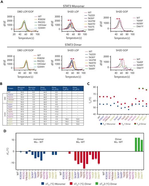 Effect of mutations on thermal stability of STAT3 protein monomers and homodimers. (A) Bacterially expressed and purified WT and mutant STAT3 proteins were examined for thermal stability using the differential scanning fluorimetry assay; change in fluorescence (dF) is recorded with increasing temperature (dT). The first derivative of each melting curve (dF/dT) is shown for WT and mutants organized into mutant categories and examined as monomers (right panels) or as homodimers (left panels). The inflection point or Tm for WT STAT3 monomers and homodimers is indicated by the vertical dashed line in each panel. (B-D) The calculated Tm of each mutant monomer, the primary Tm (Tm1) and secondary Tm (Tm2) of each GOF SH2D mutant homodimer, and the differences between the Tm, Tm1, or Tm2 of each mutant and the corresponding Tm of WT STAT3 (ΔTm) are shown in tabular form (B) and graphically (C-D).
