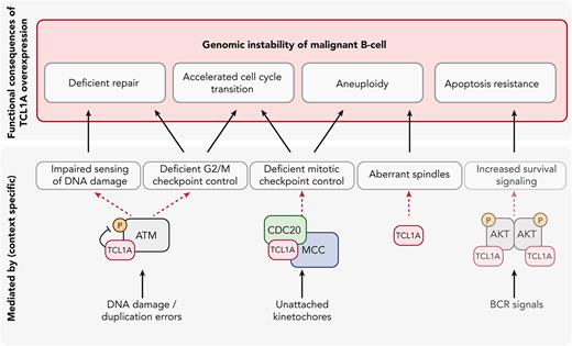 Proposed integrative model of oncogenic TCL1A through the promotion of genomic instability in malignant B-cells. Overexpression of TCL1A causes genomic instability via multiple pathways: (i) deficient repair of DNA damage, (ii) an accelerated cell cycle transition, (iii) susceptibility to aneuploidy (data for i-iii presented in this report), and (iv) apoptosis resistance (published before). Key molecules through which these effects (i.e. via physical interaction with TCL1A) are mediated are highlighted. We show here that overexpression of TCL1A leads to a decreased phosphorylation of ATM and reduced expression of p53 upon genotoxic stress. This might cause impaired sensing and processing of DNA insults (exogeneous or as part of DNA replication), and deficient G2/M checkpoint control, contributing to (i) and (ii). The interaction of TCL1A with molecules from the mitotic checkpoint complex (MCC), including CDC20, might form the basis of the observed accelerated cell cycle transition by deregulating the mitotic checkpoint, contributing to (ii) and (iii). Furthermore, the high frequency of aberrant spindles seen in TCL1A-overexpressing cells promotes the observed aneuploidy. The already well-established role of TCL1A in augmenting AKT phosphorylation6,13,16 leads to increased survival signaling and thereby to apoptotic resistance (perturbation of a safeguarding mechanism). Together, TCL1A overexpression leads to a premature, DNA-damage-prone cell cycle checkpoint transition, which contributes to the TCL1A transforming capability in concert with impaired repair and hyperactive pro-survival signaling.