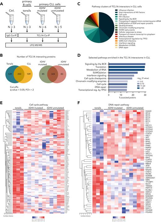 Proteins involved in the DNA repair and the cell cycle pathways are common interaction partners of TCL1A. (A) Experimental setup: TCL1A coimmunoprecipitations (co-IPs) were performed from lysates of primary CLL cells, divided into 2 subgroups based on their IGHV gene mutation status. Primary B cells isolated from tonsils were used as healthy controls (N = 3). Co-IPs with immunoglobulin G (IgG) served as a negative control (N = 3, CLL lysates). Processed immunoprecipitates were analyzed on a label-free quantification (LFQ) LC-MS/MS device. (B) Venn diagrams showing the overlap of identified TCL1A-interacting proteins between healthy B cells from tonsils and CLL cells, as well as between U-CLL and M-CLL (for the comparison of cytogenetic/clinical-risk groups “no go” vs “slow go” vs “high-risk,” see supplemental Figure 3). Proteins were considered interactors when they were significantly enriched in the corresponding group vs IgG control (FDR q < 0.05, FCh >2, Welsh test). (C) Overview of enriched pathway clusters within the TCL1A interactome identified by overrepresentation analysis (ORA) using the Cytoscape plug-in ClueGO (version 2.5.8, Reactome database), indicating the percentage of terms per cluster. Supplemental Figure 4 shows the associated functional networks of all enriched pathways identified by ClueGO. (D) Bar graph of selected pathways identified in panel C illustrating the percentage of associated proteins from the TCL1A interactome within each pathway. Heat map of TCL1A interactors belonging to the cell cycle pathway (E) and the DNA repair pathway (F) as identified by ORA using ClueGO. BCR, B-cell receptor; HCMV, human cytomegalovirus; mRNA, messenger RNA; SARS-CoV, severe acute respiratory syndrome coronavirus.