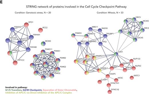 Systematic MS-based analysis of TCL1A interacting partners identifies mitotic checkpoint regulators. (A) Experimental setup: TCL1A-bound protein complexes were isolated from JVM3 CLL-like cells ± transfected TCL1A; at baseline (untreated culture), under genotoxic stress (5 μM etoposide for 4.5 hours) or synchronized in mitosis (100 ng/mL nocodazole for 18 hours, release for 1 hour), followed by LFQ LC-MS/MS MS. (B) MS identified in total 962 significantly TCL1A-interacting proteins (cutoffs per group: FDR q < 0.05, FCh >2; Student t test). Most proteins differentially interact with TCL1A in JVM3TCL1A B cells only at baseline (blue), under genotoxic stress (yellow), or during mitosis (green). (C) Overview of enriched pathway clusters within the TCL1A interactome identified by ORA using Cytoscape plug-in ClueGO (version 2.5.8). Enriched pathways highly depend on the condition. (D) Overview of selected enriched pathways (Reactome pathway database) within the TCL1A interactome identified in panel C. (E) STRING network of TCL1A interactors involved in the cell cycle checkpoint of JVM3 cells under genotoxic stress (left) and synchronized in mitosis (right) identified by ClueGO. Colors indicate the involvement in the particular cell cycle checkpoint (green indicated G1/S transition; blue, G2/M checkpoint; red, separation of sister chromatids; yellow, inhibition of APC/C via direct inhibition of the APC/C complex). Note the marked network expansion upon mitosis induction. Mitotic checkpoint proteins (eg, CDC20, MAD2, and CDC27, a subunit of the APC/C E3 ubiquitin-ligase complex) appear centrally involved in TCL1A signaling in mitosis only. ER, endoplasmic reticulum; TCA, trichloroacetic acid; tRNA, transfer RNA.