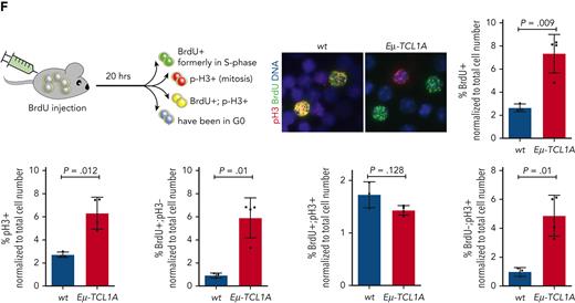 TCL1A overexpression leads to aberrant cell cycle progression. (A) Immunoblots of co-IPs of B cells from spleens of WT or Eμ-TCL1A mice using anti-TCL1A antibodies or isotype IgG (negative control). Lanes represent individual animals. (B) Immunoblots of co-IPs using IgG controls or specific TCL1A antibodies in primary CLL samples cocultured with differentiated THP-1 monocytic cells in the presence of CpG and IL-15 for 36 hours to induce proliferation. Lanes represent individual CLL samples. (C) Box plot showing percentages of cells in G0/G1 (top) and G2/M (bottom) of JVM3 ± TCL1A that were released from RO-3306 synchronization from 4 independent experiments. Boxes display medians with 25th to 75th percentiles and whiskers of 5th to 95th percentiles. Significances were estimated by the Mann-Whitney test. Analogous results for HEK293T and DoHH2 cells (TCL1A introduction) as well as for MEC1 cells (short hairpin RNA (shRNA)–mediated TCL1A knockdown) are shown in supplemental Figure 6A. (D) Flow-cytometric analysis of G2/M synchronized (via RO-3306 for 20 hours) JVM3 cells ± TCL1A stained with Hoechst. Representative histogram shows an accelerated exit from the G2/M into the G1 cell cycle phase after release in full medium of TCL1A-overexpressing cells. The blue area indicates JVM3 empty vector (EV) and red area indicates JVM3TCL1A. (E) Representative immunoblot from lysates of cells released from RO-3306–mediated synchronization. JVM3TCL1A cells show faster dephosphorylation of proteins involved in the regulation of cell cycle transition as well as a faster degradation of cyclin A and B and CDC20. Analogous results for HEK293T and DoHH2 cells (TCL1A introduction) as well as for MEC1 cells (TCL1A knockdown) are shown in supplemental Figure 6B. (F) Aberrant cell cycle progression in TCL1A-driven murine leukemia. Eμ-TCL1A mice (N = 4) or age-matched WT controls (N = 3) were injected with 5-bromo-2′-deoxyuridine (BrdU) (top). At 20 hours after injection, the ratios of BrdU+ (in S phase at time of injection, green), phosphorylated histone 3+ (pH3+) (in mitosis at time of harvest, red), BrdU+;pH3+ (formerly in S phase, currently mitotic, yellow), and BrdU−;pH3− (not proliferating, blue) cell counts were determined by immunostaining (2500 cells per animal; Student t test). Images were captured at original magnification ×60 using an Axio Scope.A1 fluorescent microscope. Increased overall proliferation (S phase and mitosis) of Eμ-TCL1A cells (BrdU+ and pH3+) (bottom). These TCL1A-transgenic cells exited the cell cycle more often (higher proportion of BrdU+;pH3− and similar proportion of BrdU+/pH3+ cells). An increased population of BrdU−/pH3+ cells in the Eμ-TCL1A cohort also suggests that they re-enter the cell cycle more frequently.