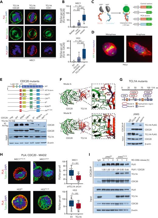 The interaction of TCL1A and CDC20 takes place via defined motifs and impairs CDC20’s interaction with its negative regulators MAD2 and PLK1. (A) PLA of CLL-like MEC1 cells that were synchronized in mitosis (9 μM RO-3306 for 20 hours, 1 hour after release). TCL1A interacts with CDC20, MAD2, and CDK1 during mitosis. Quantification of PLA foci per cell is displayed in supplemental Figure 7A. (B) Images were taken using an SP8 confocal microscope (Leica) PLA for TCL1A and CDC20 was performed in MEC1 and HG3 CLL-like cells (synchronized as in panel A), and PLA foci per cell were quantified in mitotic and nonmitotic cells. Significantly more foci were counted in mitotic cells compared with nonmitotic cells. Negative control for MEC1: no primary antibody staining (Backgr.). Negative control for HG3: EV-transfected cells (TCL1A-negative HG3-EV) stained with primary antibodies. Boxes display medians with 25th to 75th percentiles and whiskers minimum and maximum; N = 25 cells (significances by one-way analysis of variance). Representative immunofluorescent images are in supplemental Figure 7C. (C) Split yellow fluorescent protein (YFP)–reporter principle of the protein complementation assay (PCA). Signal emission in living cells was induced upon noncovalent complementation of the N/C-terminal YFP components if the TCL1A-bait and the ‘candidate’ protein interact for >0.5 seconds. As a negative control, a construct encoding an ATG codon fused with the N-terminal part of YFP (ATG-YFP) was used to exclude fluorescence derived from spontaneous transient rejoining of split YFP parts. Images were taken on an Axio Scope.A1 microscope at original magnification ×100. (D) HeLa cells were cotransfected with TCL1A-YFPN and CDC20-YFPC constructs and the TCL1A-CDC20 interaction was visualized by the YFP signal (green). Cytoskeleton and DNA were visualized by rhodamine-phalloidin (red) and Hoechst (blue), respectively. Prominent signals corresponding to the specific TCL1A-CDC20 interaction accumulated at the mitotic plate and dispersed during anaphase. (E) Five constructs of indicated CDC20 variants were generated by PCR-mediated site-directed mutagenesis (top) and were used in co-IPs in HEK293 cells to interrogate sequence restrictions of the CDC20-TCL1A interaction (bottom). RCRY4A and del(97-169) nearly completely abolished the interaction. (F) The CDC20-TCL1A complex was predicted based on the published experimental protein structures of CDC20 (pdb ID 4GGA) and TCL1A (pdb ID 1JSG). Predictive tools to propose putative interfaces (CPORT)36 were used and the outputs exploited in the High Ambiguity Driven protein-protein DOCKing 2.2 (HADDOCK 2.2) algorithm for modeling biomolecular complexes.37 This in silico modeling predicted 2 potential models, which differ in the amino acids (aa) of TCL1A involved in this interaction. The residues E40, K42, and Y96 of TCL1A are expected to stabilize the TCL1A-CDC20 interaction in model A, whereas E9, R93, and Y96 would promote this interaction in model B. Detailed HADDOCK statistics are summarized in supplemental Tables 12 and 13. (G) TCL1A mutants used in co-IP studies (top). They represent model A (EKYSAE, in red) with the aa substitutions E40S, K42A, and Y96E, and model B (ERYKDE, blue) with E9K, R93D, and Y96E. CDC20 co-IP of lysates from JVM3 cells stably overexpressing TCL1A-FLAG, TCL1A-EKYSAE-FLAG, or TCL1A-ERYKDE-FLAG (bottom). Cells were synchronized before in G2 by 9 μM RO-3306 for 20 hours. In the last 5 hours, 10 μM MG132 was added to reduce protein degradation of the 2 mutants. The EKYSAE (model A) nearly abolished the TCL1A-CDC20 interaction. (H) PLA for CDC20 and MAD2 was performed in MEC1-shTCL1A (TCL1A knockdown) vs -shCtrl cells as well as in HG3-EV vs -TCL1A (TCL1A introduction) cells. Significantly less PLA foci were counted per cell in the TCL1A-expressing/-high lines, suggesting an impaired CDC20-MAD2 interaction in the presence of TCL1A. Boxes display medians with 25th to 75th percentiles and whiskers minimum and maximum; N = 40 cells (significances as per Student t test). Images were taken using an SP8 confocal microscope. (I) JVM3 ± TCL1A cells were synchronized in G2 by 9 μM RO-3306 for 20 hours and released in full medium. CDC20-IP was performed in lysates at indicated time points to determine CDC20-PLK1 interaction. IgG control: pooled lysates of JVM3EV and JVM3TCL1A. CMV, cytomegalovirus; DAPI, 4′,6-diamidino-2-phenylindole; MIM, MAD2-interacting motif; neg, negative.