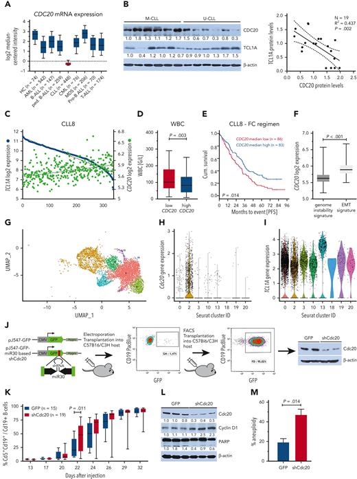 CDC20 expression is reduced in CLL and correlates with a more aggressive cell and disease phenotype. (A) CDC20 expression in different lymphatic and myeloid neoplasms as measured by microarray-based gene expression profiling (data set of Haferlach et al).50 Boxes with medians and 25th to 75th percentiles. Whiskers show 10th and 90th percentiles. CLL stands out among the other hematopoietic cancers, as its CDC20 expression is markedly reduced; for example, FCh = −6.8; P < .001 compared with healthy controls. (B) Expression of TCL1A and CDC20 in primary human CLL cells. Representative immunoblot showing decreased CDC20 expression in lysates from unstimulated U-CLL (N = 6) vs M-CLL (N = 6) (left). Linear regression analysis demonstrates an inverse correlation of TCL1A and CDC20 protein levels in CLL (N = 19; P = .002; R = 0.437) (right). (C) GEP of previously untreated patients with CLL (N = 337) of the prospective CLL8 trial identified an inverse correlation of TCL1A (blue) and CDC20 (green) expression. (D) Patients from the CLL8 trial were divided into 2 groups by the median expression of CDC20. Patients with low CDC20 expression (N = 166, red) showed significantly higher WBC counts in comparison with those with high CDC20 (N = 163, blue). Boxes show medians and the 25th to 75th percentiles, whiskers the 10th to 90th percentiles. Significance was determined using the median test. (E) Patients from the CLL8 trial that received fludarabine/cyclophosphamide (FC) were divided into 2 groups by the median expression of CDC20. The Kaplan-Meier curve illustrates the significantly shorter progression-free survival (PFS) of patients with low CDC20 expression (N = 86; green; median PFS, 25.5 months) compared with those with high CDC20 expression (N = 83; blue; median PFS, 34.1 months); P = .014, log-rank test. (F) CDC20 expression levels are significantly lower in CLL that we previously characterized by a molecular profile of genome instability (N = 189)29 than in those with activation of epithelial-mesenchymal transition (EMT)–like programs (N = 130; P < .001, Mann-Whitney test). Boxes with medians, 25th to 75th percentiles, and whiskers of mininum/maximum. (G) Reanalysis of single-cell RNA sequencing data from Eμ-TCL1A and Eμ-TCL1AAkt-C (Richter syndrome model) mice that we published in Kohlhaas et al.30 The UMAP displays the clusters identified in the integrative analysis of both models that were then applied to the Eμ-TCL1A model only (N = 4 mice). Clusters 2 and 10 are enriched in Eμ-TCL1A cells, whereas clusters 0, 3, 13, 18, 19, and 20 represent Eμ-TCL1AAkt-C or those that are shared with Eμ-TCL1A. (H) Cdc20 is primarily expressed in the Eμ-TCL1A enriched Seurat cluster 2. (I) TCL1A expression is significantly lower in Seurat cluster 2 compared with all other clusters, P < .001 (supplemental Table 16). (J) Setup of in vivo Cdc20 knockdown experiment: leukemic Eμ-TCL1A splenocytes51 were nucleofected with the transposon-based pJ547-shCdc20 construct. It encodes a GFP cassette with microRNA 30 (miR-30)–based shRNA sequences against murine Cdc20 at the 3′ end. A pJ547-GFP control encoded an unspecific shRNA sequence. After intraperitoneal injection into syngeneic hosts and tumor development, GFP+ splenocytes were purified using fluorescence-activated cell sorter (FACS) and reinjected into hosts. Knockdown efficiency was tested by immunoblots (right). (K) Flow-cytometric analysis of PB cells showing a faster increase of the aberrant leukemic Cd5+ Cd19+ B-cell population in recipients that were transplanted with Eμ-TCL1A;Cdc20-KD B cells (N = 19) compared with Eμ-TCL1A;GFP control animals (N = 15). Boxes indicate medians and 25th to 75th percentiles and whiskers show minimum and maximum; significance was tested using a two-way analysis of variance with Bonferroni correction for multiple testing. (L) Immunoblot analysis showing increased cyclin D1 and slightly reduced PARP cleavage in splenocytes from Eμ-TCL1A;Cdc20-KD compared with Eμ-TCL1A;GFP mice. Splenocytes were isolated at the end point of survival analysis. Each lane represents an individual animal. (M) The proportion of metaphases with an aberrant number of chromosomes was significantly higher in Eμ-TCL1A;Cdc20-KD cells compared with Eμ-TCL1A;GFP cells (Student t test). AML, acute myeloid leukemia; B-ALL, B-cell acute lymphoblastic leukemia; CML, chronic myeloid leukemia; hygro, hygromycin resistance; MDS, myelodysplastic syndrome; ped., pediatric.