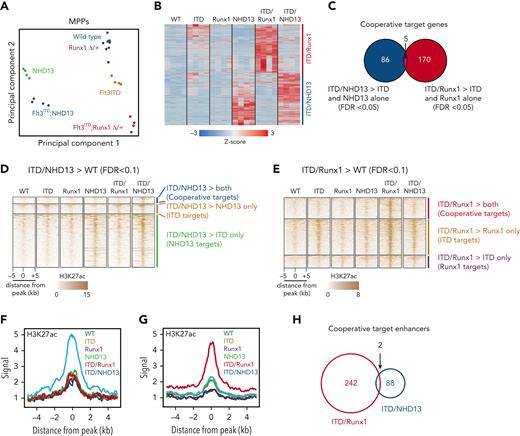 Flt3ITD/Runx1DELand Flt3ITD/NHD13 induce distinct cooperative changes in gene expression and enhancer activation. (A) Principal component analysis for MPPs for the indicated genotypes at P14, based on bulk RNA-seq. n = 4 per genotype. (B) Heatmap displaying the expression of genes that were induced in either Flt3ITD/NHD13 or Flt3ITD/Runx1DEL MPPs, relative to wild-type (FDR < 0.05, positive fold change ≥2). (C) Venn diagram showing minimal overlap between Flt3ITD/NHD13 and Flt3ITD/Runx1DEL cooperative target genes, defined as genes from panel B with significantly higher expression in compound mutant MPPs relative to both single-mutant MPPs (FDR < 0.05). (D) Heatmap showing H3K27ac levels for enhancers (defined as overlapping ATAC-seq and H3K4me1 peaks) that were more highly active in Flt3ITD/NHD13 MPPs relative to wild-type MPPs, and one or both single mutants (based on H3K27ac peak heights, FDR < 0.1 by DiffBind analysis). Peaks are clustered based on whether H3K27ac levels in the compound mutant are elevated relative to Flt3ITD or NHD13 single mutant MPPs, or both (cooperative target enhancers). (E) A similar heatmap as in panel D, except showing enhancers that were more highly active in Flt3ITD/Runx1DEL MPPs. (F-G) Aggregate peak heights for cooperative target enhancers from panels D-E, respectively. (H) Venn diagram showing the minimal overlap between Flt3ITD/NHD13 and Flt3ITD/Runx1DEL cooperative target enhancers.