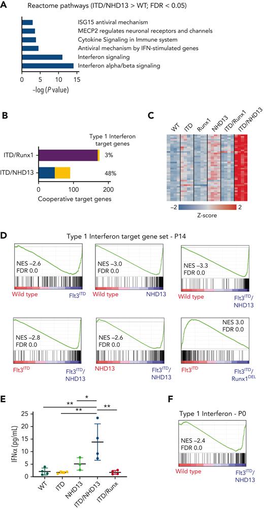 Flt3ITD/NHD13 cooperation results in IFN-1 target gene hyperactivation, in contrast to Flt3ITD/Runx1DELcooperation. (A) Reactome pathway analysis of Flt3ITD/NHD13 target genes. (B) Almost half of all genes induced in Flt3ITD/NHD13 MPPs were IFN-1 targets, based on a previous comparison of wild-type and Ifnar1−/− MPPs.30 Only ∼3% of genes induced in Flt3ITD/Runx1DEL MPPs were IFN-1 targets. (C) Heatmap showing expression of IFN-1 targets from panel B in MPPs with the indicated genotypes. (D) Gene set enrichment analysis showing enrichment of IFN-1 targets in Flt3ITD/NHD13 and Flt3ITD/Runx1DEL MPPs relative to indicated wild-type and single-mutant MPPs. Both Flt3ITD and NHD13 alone activated IFN-1 targets (top row), but the effects were greatly amplified in Flt3ITD/NHD13 MPPs (bottom row). In contrast, the IFN-1 signature was repressed in Flt3ITD/Runx1DEL MPPs relative to Flt3ITD alone. (E) IFNα levels in the serum of P14 mice of the indicated genotypes, as measured by ELISA. n = 3 to 4. Error bars reflect the standard deviation. ∗P < .05, ∗∗P < .01, ∗∗∗P < .001 by one-way ANOVA with Holm-Sidak posthoc test. (F) GSEA showing activation of IFN-1 targets in Flt3ITD/NHD13 MPPs at P0. ANOVA, analysis of variance; ELISA, enzyme-linked immunosorbent assay; GSEA, gene set enrichment analysis.