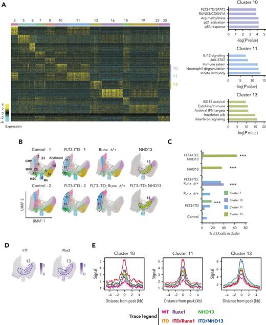 Flt3ITD/NHD13 and Flt3ITD/Runx1DELdifferentially reprogram hematopoietic progenitors. (A) Heatmap showing clustering of single cells and marker genes based on ICGS2. Clusters are designated by colors in the top bar and numbers assigned by the ICGS2 algorithm. Reactome pathway analyses for marker genes for clusters 10, 11, and 13 are shown to the right. (B) Uniform Manifold Approximation and Projection (UMAP) plots demonstrating clusters of cells from ICGS2 for the indicated genotypes. The gray background indicates cells not included in the indicated genotype. Cluster colors are identical to the coloring scheme in panel A. (C) Bar graph showing percentages of cells for each genotype that populate clusters 7, 10, 11, and 13. ∗∗∗P < .0001 by χ2 test relative to wild-type. The cluster 13 population size was also significantly larger in Flt3ITD/NHD13 relative to single mutants (P < .0001). Cluster 10 and 11 sizes were significantly larger in Flt3ITD/Runx1DEL relative to single mutants (P < .0001). (D) Expression of Irf7, a canonical IFN-1 target, and Pbx3, a canonical NHD13 target, projected onto the UMAP plot. The expression was largely restricted to cluster 13 cells. (E) H3K27ac traces for enhancers that map within 100 kb of marker genes for clusters 10, 11, and 13. ICGS2, Iterative Clustering and Guide Gene Selection version 2.