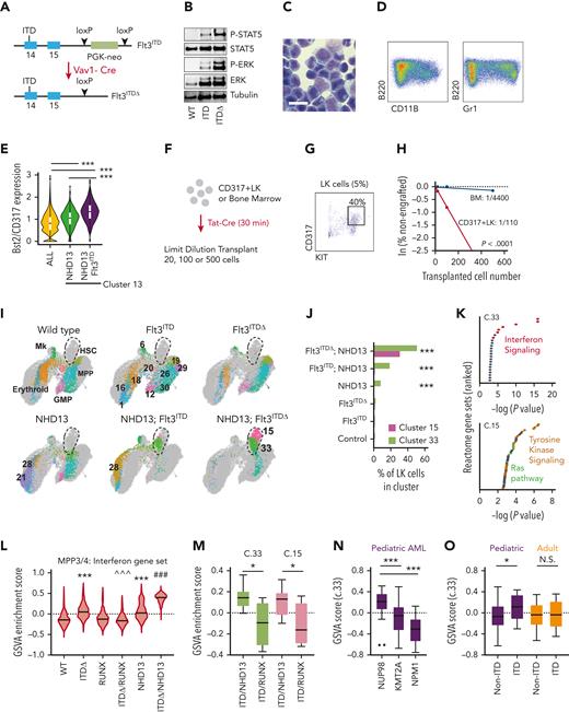 Enhanced FLT3ITDsignaling cooperates with NHD13 to create an emergent, isolatable pre-AML population. (A) Diagram showing removal of PGK-neo cassette with Vav1-Cre. (B) Western blot showing elevated STAT5 and ERK phosphorylation in Flt3ITDΔ MPPs. (C) Representative cytospin of Flt3ITDΔ/NHD13 AML. The scale bar indicates 20 μM. (D) Flow plot showing ectopic B220 expression in Flt3ITDΔ/NHD13 AML. (E) Normalized Bst2/CD317 expression in NHD13 and Flt3ITDΔ/NHD13 LK cells based on CITE-seq experiments in Figure 4. The NHD13 and Flt3ITDΔ/NHD13 columns reflect cells in cluster 13. “ALL” reflects cells in all other genotypes. ∗∗∗P < .0001 based on the Wilcoxon rank sum test. (F) Overview of limiting dilution experiment after selection of CD317+LK cells. (G) Flow cytometry plot showing CD317 expression in Flt3ITD/NHD13 LK cells. (H) Limiting dilution curves with comparison by extreme limiting dilution analysis.36 (I) UMAP plots demonstrating clusters of cells from ICGS2 for the indicated genotypes. The heatmap is shown in supplemental Figure 8. Runx1DEL clusters are also shown in supplemental Figure 8. (J) Bar graph showing percentages of cells for each genotype that populate clusters 15 and 33. Cluster 33 emerges with NHD13 and is amplified by Flt3ITD and Flt3ITDΔ (cluster 15 only emerges in Flt3ITDΔ/NHD13 mice). ∗∗∗P < .0001 by χ2 test relative to wild-type. Cluster 15 and 33 sizes were also significantly larger in Flt3ITDΔ/NHD13 relative to single mutants (P < .0001). (K) Reactome pathway analysis of cluster 33 and 15 marker genes. Significant gene ontology biological processes gene sets (FDR < 0.05) were ranked on the y-axis based on log(P values) shown on the x-axis. IFN-, tyrosine kinase- and RAS pathway-related gene sets are color coded as indicated. (L) GSVA scores for the IFN-1 target gene set in individual MPP3 or MPP4, based on surface barcode expression by CITE-seq. ∗∗∗P < .001 relative to wild-type. ### IFN-1 signature enrichment is elevated relative to all other genotypes by one-way ANOVA and Holm-Sidak posthoc test, P < .001. ˆˆˆIFN-1 signature enrichment is elevated relative to all other genotypes by one-way ANOVA and Holm-Sidak posthoc test, P < .001. (M) Cluster 15 and 33 markers were highly expressed in Flt3ITDΔ/NHD13 but not Flt3ITDΔ/Runx1DEL/DEL AML by GSVA. (N) GSVA analysis of cluster 33 markers in human NUP98-t AML relative to KMT2A-translocated or NPM1-mutated AML from combined TARGET and St. Jude pediatric data sets. (O) GSVA analysis of cluster 33 markers in human FLT3ITD-positive or negative AML from TARGET (pediatric) and TCGA (adult) data sets. For panels M-O, ∗P < .05, ∗∗∗P < .001 by Student t test. Box and whisker plots are shown by Tukey’s method. ANOVA, analysis of variance; ERK, extracellular signal-regulated kinase; ICGS2, Iterative Clustering and Guide Gene Selection version 2; TCGA, The Cancer Genome Atlas.