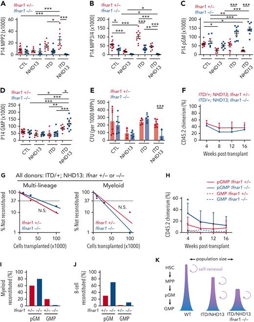 Ifnar1 deletion in NHD13 and Flt3ITD/NHD13 mice leads to phenotypic MPP depletion and myeloid progenitor expansion, without compromising repopulating activity. (A-D) MPP2, MPP3/4, pGM, and GMP numbers in P14 bone marrow for the indicated genotypes. n = 5 to 19. (E) CFUs per 1000 sorted MPP3/4s for the indicated genotypes. n = 3 to 7. (F) CD45.2 chimerism in recipients of 300 000 donor bone marrow cells of the indicated genotype competed with 300 000 CD45.1 wild-type bone marrow. n = 13 to 14. (G) Limiting dilution transplants from Flt3ITD/NHD13 bone marrow (on Ifnar1+/− and Ifnar1−/− backgrounds). Multilineage and myeloid engraftment results (reconstitution >1%) are shown. n = 10 to 14 per genotype per dose. There was no significant difference in repopulating activity by extreme limiting dilution analysis. (H) CD45.2 chimerism in recipients of 200 pGM or GMP of the indicated genotype competed with 300 000 CD45.1 wild-type bone marrow. n = 13 to 14. (I-J) Percent of recipients with myeloid or B-cell reconstitution after pGM and GMP transplants. (K) Conventional surface marker phenotypes do not reflect self-renewal capacity or lineage potential in Flt3ITD/NHD13 mice, particularly after Ifnar1 deletion. Phenotypic MPPs and pGMs can self-renew, instead. For all panels, error bars reflect the standard deviation. ∗P < .05, ∗∗P < .01, ∗∗∗P < .001 by one-way ANOVA with Holm-Sidak posthoc test. ANOVA, analysis of variance.