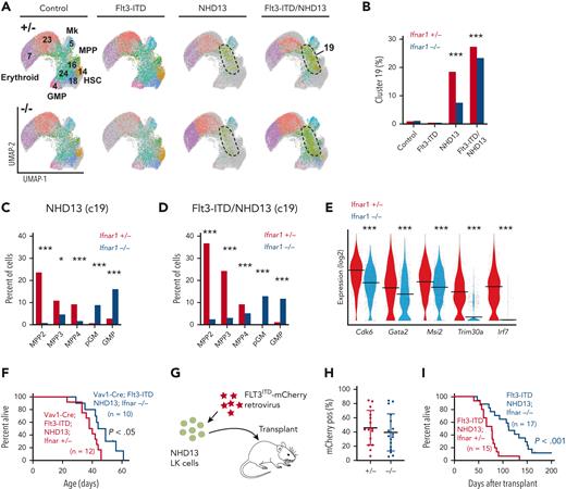IFN-1 signaling potentiates Flt3ITD/NHD13 AML. (A) UMAP plots demonstrating clusters from ICGS2 for the indicated genotypes. In this case, cluster 19 demarcates an NHD13- and Flt3ITD/NHD13-specific cluster based on marker genes (supplemental Table 6). The heatmap is shown in supplemental Figure 12. (B) Bar graph showing percentages of cells for each genotype that populate clusters 19. Ifnar1 deletion depletes cluster 19 cells in NHD13 and Flt3ITD/NHD13 mice. ∗∗∗P < .0001 for Ifnar1+/− vs Ifnar1−/− by χ2 test. (C-D) Surface marker phenotypes within cluster 19 are Ifnar1-dependent. In the absence of Ifnar1, cells lose MPP phenotypes and acquire pGM and GMP phenotypes despite very similar gene expression profiles. This is evident in both NHD13 and Flt3ITD/NHD13 mice, indicating that conventional cell phenotypes do not adequately describe the transcriptional identities of cells that carry these mutations. ∗P < .05, ∗∗∗P < .0001 for Flt3ITD/NHD13/Ifnar1+/− vs Flt3ITD/NHD13/Ifnar1−/− by χ2 test. (E) Violin plots showing expression of several genes that are differentially expressed between Flt3ITD/NHD13/Ifnar1+/− and Flt3ITD/NHD13/Ifnar1−/− cluster 19 cells. ∗∗∗P < .001 by Wilcoxon Rank Sum test. (F) Survival curves for Vav1-Cre; Flt3ITD; NHD13; Ifnar1+/− and Vav1-Cre; Flt3ITD; NHD13; Ifnar1−/− mice. (G) Schematic overview of survival experiments for an adoptive transfer model. LK cells were isolated from NHD13 mice on Ifnar1+/− or Ifnar1−/− backgrounds and transduced with Flt3ITD-expressing retrovirus. The cells were transplanted, and recipient survival was monitored. (H) mCherry chimerism for the indicated Ifnar1 genotypes at 4 weeks after transplantation. (I) Survival curves for recipient mice that were transplanted with cells of the indicated genotypes. For panels F and I, survival curves were compared by the log-rank test. Group sizes are indicated in the panels. Adoptive transfer data reflect 4 independent experiments. ICGS2, Iterative Clustering and Guide Gene Selection version 2.