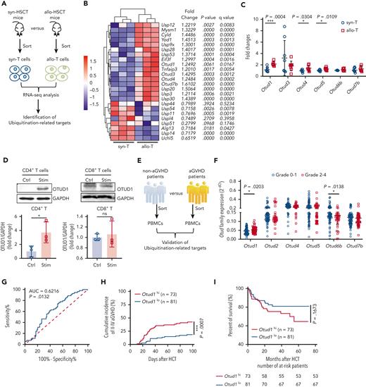 Allogeneic response-induced upregulation of OTUD1 exacerbates aGVHD progression in HCT patients. (A) A schematic diagram of the mice experiments. (B) Heat map showing the differential thiol-dependent deubiquitinating enzymes. (C) T cells were isolated from syn-HSCT (n = 8) and allo-HSCT mice (n = 8) and the mRNA levels of Otud1, Otud3, Otud4, Otud5, Otud6b and Otud7b were evaluated by reverse transcription quantitative polymerase chain reaction (RT-qPCR). (D) CD4+ T cells and CD8+ T cells purified from C57BL/6 mice were stimulated with anti-CD3 (2 μg/mL) and anti-CD28 (0.4 μg/mL) antibodies for 48 hours in vitro. Western blot was performed to evaluate the protein levels of OTUD1 in CD4+ T and CD8+ T cells with or without stimulation. (E) A schematic diagram of the patients experiments. (F) PBMCs were isolated from patients with aGVHD grade 0 to 1 (n = 109) and grade 2 to 4 (n = 57) and the mRNA levels of Otud1, Otud2, Otud4, Otud5, Otud6b, Otud7b were analyzed by RT-qPCR. (G) ROC curve for the Otud1 mRNA level predicts aGVHD, cutoff value = 0.04633. (H) The cumulative incidence of II-IV aGVHD after HCT between Otud1hi (>0.04633) and Otud1lo (<0.04633) patients. (I) The OS of patients with Otud1hi or Otud1lo after HCT. The cumulative incidence of aGVHD and the survival curve were analyzed by log-rank (Mantel-Cox) test. Data in panels C,F are represented as mean ± standard deviation (SD); ∗P < .05, ∗∗P < .01, ∗∗∗P < .001 (2-tailed unpaired Student t test). Data in panel D are representative of 3 independent experiments and are summarized as mean ± SD of 3 experiments. HCT, hematopoietic cell transplantation; ROC, receiver operating characteristic.