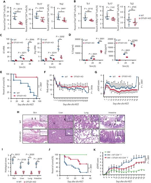 OTUD1 deficiency inhibits T-cell activation and proinflammatory cytokines production, alleviates aGVHD pathogenicity after allo-BMT (Bone Marrow Transplantation). (A-B) CD4+ T cells (A) or CD8+ T cells (B) isolated from C57BL/6 mice were stimulated with anti-CD3 (2 μg/mL) and anti-CD28 (0.4 μg/mL) antibodies for 48 hours, and were analyzed to detect the expression of T-bet, RORγt and Gata3 by flow cytometry. (C) Naive CD4+ T cells purified from WT or OTUD1−/− mice on B6 background were stimulated with anti-CD3 (2 μg/mL) and anti-CD28 (0.4 μg/mL) antibodies for 24 or 48 hours. RT-qPCR was performed to evaluate the mRNA levels of IL-2 and IFN-γ. (D) Protein levels of IL-2 and IFN-γ were monitored by ELISA. (E-G) BM cells (1 × 107 per mouse) and splenocytes (5 × 106 per mouse) isolated from WT or OTUD1−/− mice on B6 background were transferred into lethally irradiated BALB/c mice (n = 8 for WT, n = 8 for OTUD1-KO). The survival (E) of aGVHD mice was observed twice daily, and body weight (F) and aGVHD scores (G) were observed and recorded every 2 days. (H) Representative images were shown in skin, liver, lung, and intestine of aGVHD mice by hematoxylin and eosin (HE) staining (scale bar, 100 μm; arrows, infiltrating lymphocytes; triangles, apoptotic epithelial cells). (I) Histological scores of skin, liver, lungs, and intestine of aGVHD mice were evaluated. (J-K) BM cells (1 × 107 per mouse) isolated from WT mice and CD4+ T cells (2 × 106 per mouse) isolated from WT or OTUD1−/− mice were transferred into lethally irradiated BALB/c mice (n = 13 for BM, n = 20 for WT, n = 18 for OTUD1-KO). The survival of aGVHD mice was observed twice a day (J), aGVHD scores were observed and recorded every 2 days (K). Log-rank (Mantel-Cox) test was used to analyze the survival curve. Data in panels A-D,I are represented as mean ± SD with biological replicates; ∗P < .05, ∗∗P < .01, ∗∗∗P < .001 (two-tailed unpaired Student t test).