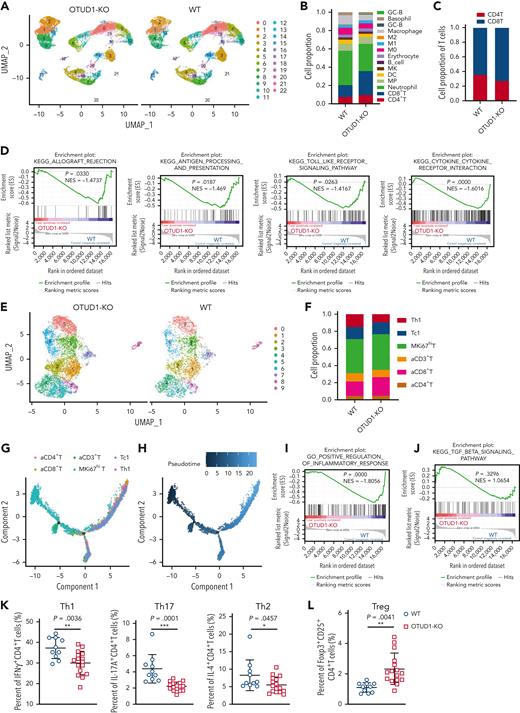 OTUD1 deficiency subverts T-cell fate, inhibits Th1 and Th17 differentiation, promotes Treg differentiation, and restricts proinflammatory factor secretion. (A) UMAP (uniform manifold approximation and projection) displays cell populations in the spleen of aGVHD mice receiving WT or OTUD1-deficient cells by sc-RNA sequencing (sc-RNA seq) (n = 2 for WT, n = 2 for OTUD1-KO). Cluster 1 (C1): CD8+ T, C2: CD4+ T, C8/C9: proliferating T (MKi67hi T), C6/C11/C0/C19/C5/C10: neutrophil, C16: megakaryocyte (MK), C4: MP, C18/C7: monocyte, C12: M1, C22: M2, C3: macrophage, C14/C20: DC, C15: basophil, C17: B cell, C21: GC-B cell, C13: erythrocyte. (B) Cell proportion of clusters in aGVHD mice receiving WT or OTUD1-deficient cells. (C) The proportion of CD4+ T cells and CD8+ T cells in T cells of aGVHD mice receiving WT or OTUD1-deficient cells are shown. (D) GSEA analysis of T-cell differential genes implicated by sc-RNA seq shows the KEGG signaling pathways. (E) UMAP displays cell populations of T-cell reclusters in aGVHD mice receiving WT or OTUD1-deficient cells by sc-RNA seq (C0/C3/C6/C9: proliferating T (MKi67hi T), C7/C8: activated CD3+ T (aCD3+ T), C5: activated CD4+ T (aCD4+ T) and activated CD8+ T (aCD8+ T), C2: aCD8+ T, C4: helper CD4+ T cell (Th1), C1: cytotoxic CD8+ T cell (Tc1)). (F) Cell proportion of T-cell reclusters in aGVHD mice receiving WT or OTUD1-deficient cells. (G-H) Pseudotime analysis reveals the ordering of T-cell clusters along the pseudotime trajectory. (I-J) GSEA analysis showed inflammatory response (I) and TGF-β signaling pathway (J) enrichments of OTUD1-deficient T cells. (K-L) The percentage of Th1 (IFNγ+CD4+ T cells), Th17 (IFNγ+CD4+ T cells), Th2 (IL-4+CD4+ T cells) (K), and Treg (CD25+Foxp3+CD4+ T cells) (L) in spleen of aGVHD mice receiving WT or OTUD1-deficient cells are analyzed by flow cytometry (n = 10 for WT, n = 16 for OTUD1-KO). Data in panels K-L are represented as mean ± SD; ∗∗P < .01, ∗∗∗P < .001 (2-tailed unpaired Student t test). DC, dendritic cell; MP, myeloid progenitors.
