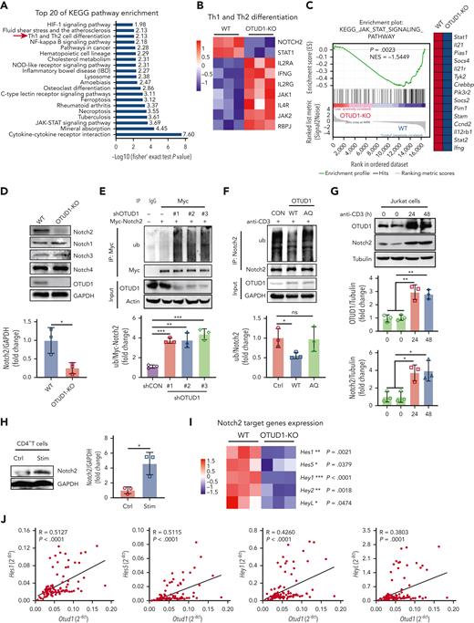 OTUD1 absence destabilizes Notch2 and restrains the Notch2 signaling in activated CD4+T cells. (A) Top 20 of KEGG pathway enriched for OTUD1-deficient CD4+ T cells stimulated with anti-CD3 (2 μg/mL) and anti-CD28 (0.4 μg/mL) antibodies compared with WT CD4+ T cells by the proteomics. (B) Heat map presenting the differential proteins that affect Th1 and Th17 differentiation according to KEGG analysis. (C) GSEA analysis of T-cell differential genes in OTUD1-deficient CD4+ T of aGVHD mice compared with WT CD4+ T cells shows JAK-STAT signaling pathway by sc-RNA seq. (D) CD4+ T cells isolated from WT or OTUD1−/− mice on B6 background were incubated with anti-CD3 (2 μg/mL) and anti-CD28 (0.4 μg/mL) antibodies and the protein levels of Notch2, Notch1, Notch3 and Notch4 were evaluated by western blot. (E) HEK293T cells were transfected with Myc-Notch2, control short hairpin RNA (shRNA) (shCON) or OTUD1shRNA (shOTUD1) plasmids. Myc-Notch2 proteins were immunoprecipitated with anti-Myc beads and the ubiquitination levels of Notch2 were evaluated by western blot. (F) Jurkat E6.1 cells were transfected with OTUD1-WT or OTUD1-AQ plasmids and incubated with anti-CD3 (0.1 μg/mL) antibodies and Notch2 proteins were immunoprecipitated with anti-Notch2 antibodies, the ubiquitination of Notch2 were analyzed by western blot. (G) Jurkat E6.1 cells were stimulated with anti-CD3 antibody (0.1 μg/mL) for 24 or 48 hours in vitro and the protein levels of OTUD1 and Notch2 were then assessed by western blot. (H) CD4+ T cells isolated from C57BL/6 mice were stimulated with anti-CD3 (2 μg/mL) and anti-CD28 (0.4 μg/mL) antibodies and the protein levels of Notch2 were evaluated by western blot. (I) CD4+ T cells isolated from WT or OTUD1−/− mice were stimulated with anti-CD3 (2 μg/mL) and anti-CD28 (0.4 μg/mL) antibodies for 24 hours and then the mRNA levels of Hes1, Hes5, Hey1 and HeyL were by RT-qPCR. (J) The mRNA levels of Hes1, Hes5, Hey1 and HeyL in PBMCs isolated from HCT patients (n = 104) were analyzed by RT-qPCR, the correlation between OTUD1 expression level and Hes1, Hes5, Hey1 and HeyL expression levels was analyzed. Data in panel I are represented as mean ± SD; ∗P < .05, ∗∗P < .01, ∗∗∗P < .001 (2-tailed unpaired Student t test). Data in panels D-H are representative of 3 independent experiments and are summarized as mean ± SD of 3 experiments. HCT, hematopoietic cell transplantation.