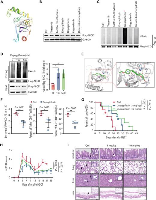 Targeting OTUD1/NICD axis by dapagliflozin impairs T-cell pathogenicity and attenuates the severity of aGVHD mice. (A) 3D map showing the spatial positions of the amino acid residues of the catalytic triad of OTUD1 and the site (white sphere) with high druggability predicted by the Sitemap. (B) HEK293T cells transfected with Flag-NICD, HA-ub, pCDH-OTUD1 plasmids were incubated with potential drugs (100 nM) as indicated for 24 hours, and then the protein levels of Flag-NICD were evaluated by western blot. (C) HEK293T cells transfected with Flag-NICD, HA-ub, pCDH-OTUD1 plasmids were incubated with potential drugs (100 nM) as indicated for 24 hours, and then Flag-NICD proteins were immunoprecipitated with anti-Flag beads and the ubiquitination of Flag-NICD was analyzed by western blot. (D) HEK293T cells transfected with Flag-NICD, HA-ub, pCDH-OTUD1 plasmids were incubated with or without dapagliflozin (100, 500 nM) for 24 hours, and then the protein level of Flag-NICD were analyzed by western blot. (E) Molecular docking diagram of dapagliflozin and OTUD1. Green represents the compound dapagliflozin, purple dashed lines represent π-π interactions, yellow dashed lines represent hydrogen bonds, and proteins are shown in white cartoons. (F) CD4+ T cells isolated from C57BL/6 mice were incubated with anti-CD3 (2 μg/mL) and anti-CD28 (0.4 μg/mL) antibodies and incubated with or without dapagliflozin (5 μM), and then the expression of IFN-γ and IL-2 were analyzed by flow cytometry. (G-I) BM cells (1 × 107 per mouse) and splenocytes (5 × 106 per mouse) isolated from C57BL/6 mice were transferred into lethally irradiated BALB/c mice intraperitoneally injected with Ctrl (n = 8), 1 mg/kg (n = 10) or 10 mg/kg (n = 7) dapagliflozin from day 1 to day 10 after transplantation. The survival (G) of aGVHD mice was observed twice 1 day, and aGVHD scores (H) were observed and recorded every 2 days. (I) Representative images were shown in intestine, lung, liver and skin of aGVHD mice by HE staining (scale bar, 100 μm; arrows, infiltrating lymphocytes; triangles, apoptotic epithelial cells). Log-rank (Mantel-Cox) test was used to analyze the survival curve (G). Data in panel F are represented as mean ± SD; ∗P < .05, ∗∗P < .01 (2-tailed unpaired Student t test). Data in panels B-D are representative of 3 independent experiments and data in panel D are summarized as mean ± SD of 3 experiments.