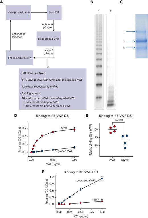 Generation of anti-VWF nanobodies. (A) Flow diagram of screening approach using rVWF and degraded VWF for the isolation of anti-VWF nanobodies that distinguish between intact and degraded VWF. (B) SDS-agarose gel (2%) of rVWF (lane 1) and the degraded-VWF preparation (lane 2) used for screening. (C) Coomassie-staining of an SDS-polyacrylamide gel under reducing conditions containing the degraded-VWF preparation used for screening. Arrows indicate (Ci) intact VWF and (Cii, iii) degraded-VWF fragments. (D-F) Dose-response of rVWF (red circles) and degraded VWF (blue circles) to immobilized nanobody KB-VWF-D3.1 (5 μg/mL) (D) or KB-VWF-F1.1 (5 μg/mL) (F). (E) Comparison of rVWF to pdVWF, both added at a concentration of 5 μg/mL. Bound VWF was probed using peroxidase-labeled polyclonal anti-VWF antibodies and detected via hydrolysis of 3,3',5,5'-tetramethylbenzidine. Data represent mean ± SD of 4 to 8 experiments. bt, biotinylated; OD, optical density; VHH, variable domain of heavy chain-only antibodies.