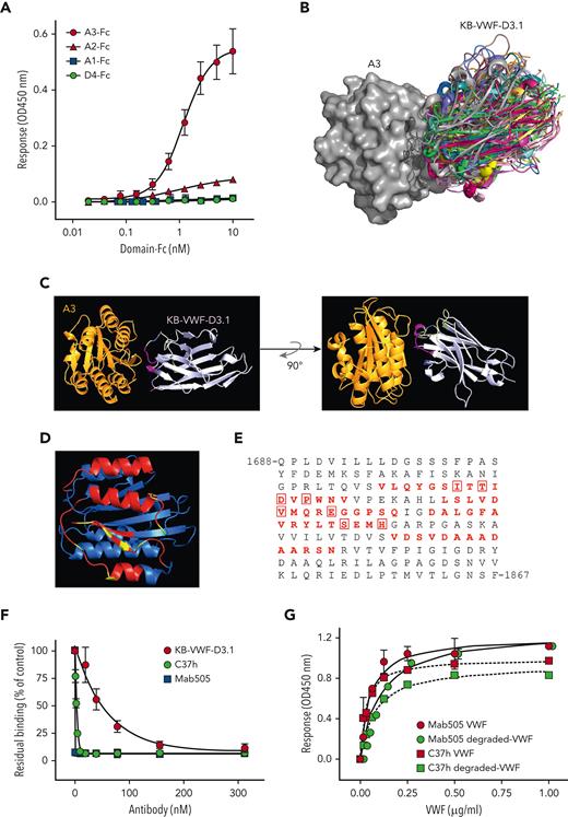 KB-VWF-D3.1 binds to the VWF A3 domain. (A) Binding of KB-VWF-D3.1 (1 μg/mL) to various concentrations of VWF domain-Fc fusion proteins (0-10 nM) that were captured onto anti-human Fc antibodies. Bound KB-VWF-D3.1 was probed using peroxidase-labeled polyclonal rabbit anti-cMyc antibodies and detected following hydrolysis of 3,3',5,5'-tetramethylbenzidine. Blue squares, A1-Fc; red triangles, A2-Fc; red circles, A3-Fc: green circles, D4-Fc. Data represent mean ± SD of 3 experiments. (B) In silico simulation of KB-VWF-D3.1 (colored structures) docking on the VWF A3 domain (grey structure). Shown are the top 30–ranked structures of KB-VWF-D3.1, which all bind in a similar fashion to the A3 domain. (C) Single-structure representation of KB-VWF-D3.1 binding to the A3 domain. (D) The VWF A3 domain, with residues in red representing amino acids predicted to be in the epitope of KB-VWF-D3.1. Residues known to affect collagen binding are indicated in yellow. (E) Amino acid sequence of the VWF A3 domain, with the residues predicted to harbor the epitope for KB-VWF-D3.1 in red. Residues previously reported to be involved in collagen binding22 are boxed. (F) Inhibition of pdVWF binding to collagen-type III by KB-VWF-D3.1 (red circles), monoclonal antibody Mab505 (blue squares) and nanobody C37h (green circles). Presented is residual pdVWF binding vs nanobody/antibody concentration. Data represent mean ± SD of 3 experiments. (G) Binding of pdVWF (red symbols) or degraded-VWF (green symbols) to immobilized Mab505 (5 μg/mL; circles) or C37h (5 μg/mL; squares). Bound pdVWF was probed using peroxidase-labeled polyclonal anti-VWF antibodies and detected via hydrolysis of 3,3',5,5'-tetramethylbenzidine. Data represent mean ± SD of 3 experiments. OD, optical density.