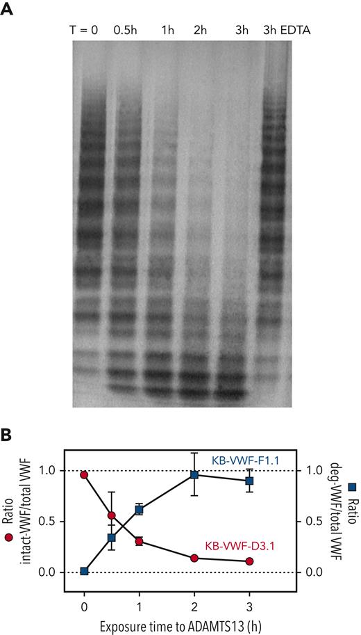 ADAMTS13-mediated proteolysis modulates binding of VWF to KB-VWF-D3.1 and KB-VWF-F1.1. (A) Purified pdVWF was incubated with recombinant ADAMTS13 and exposed to vortex-induced shear. Samples taken at indicated time (T)-points (0-3 hours) were analyzed via SDS-agarose electrophoresis. As a control, pdVWF was exposed to ADAMTS13 and shear for 3 hours in the presence of EDTA, a chelating agent that blocks ADAMTS13 activity. (B) Samples were analyzed for total VWF-antigen using polyclonal antibodies, for the presence of intact-VWF using KB-VWF-D3.1 and for the presence of degraded-VWF using KB-VWF-F1.1. Presented is the ratio of intact VWF to total VWF antigen (red circles; left y-axis) and the ratio of degraded VWF to total VWF antigen (blue squares; right y-axis) vs exposure time to ADAMTS13. Normal pooled plasma was used as calibrator for KB-VWF-D3.1, whereas a degraded-VWF preparation was used as calibrator for KB-VWF-F1.1. Data represent mean ± SD of 3 independent experiments.