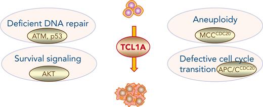 Signaling pathways regulated by TCL1A in CLL. TCL1A functions as a pleiotropic adapter molecule regulating multiple signaling pathways (deficient DNA repair, increased survival, apoptotic resistance, aneuploidy, and defective cell cycle transition) resulting in genomic instability that contributes to pathogenesis of CLL. APC/C, anaphase-promoting complex; MMC, mitotic checkpoint complex.