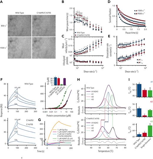 Platelet translocation under shear stress and stability assessment. (A) Representative images of platelets translocating on immobilized wild-type A1A2A3 (left) and C1669S/C1670S A1A2A3 (right) at shear rates of 800 and 1500 s−1. (B) Platelet translocation pause times and (C) translocation velocities and total number of analyzed platelets as a function of shear rate for the wild type (blue symbols) and C1669S/C1670S A1A2A3 (red symbols). Asterisks indicate significance (P ≤ .05). Only single platelets were tracked in this analysis. (D) Survival fraction decay functions of platelet pause times at 1500 s−1 and 9000 s−1. (E) Dissociation rate constants as a function of shear rate obtained from biexponential fitting of the pause time survival fraction decay curves. (F) SPR sensorgrams for both tridomains at concentrations of 4.0, 3.0, 2.0, and 0.6 μM. Comparison of the equilibrium binding curves and GPIbα-binding affinities (inset) for wild-type A1A2A3 and C1669S/C1670S A1A2A3. The resulting apparent KD values are: 36.1 ± 0.8 μM for wild-type A1A2A3, 32 ± 0.7 μM for C1669S/C1670S A1A2A3; P value = .004. Values for A1 either expressed as a single domain in E coli (3.9 ± 0.1 μM) or in HEK293 cells (32.4 ± 0.1 μM) were taken from the study by Tischer et al.13 The global maximum binding signal, RMax, is 670 ± 9 RU. Note that a higher KD-value indicates a lower affinity. (G) Interaction of GPIbα, A2WT (HEK293 or E coli), A2 C1669S/C1670S (HEK293), and of A2 ΔCCS (E coli) with surface-immobilized wild-type A1 domain. Each protein (1 μM) was perfused over the surface immobilized A1 domain. Although GPIbα binds to the A1 domain, A2 does not interact with A1 regardless of the expression host used, plasmid construct, or the absence/presence of the vicinal disulfide. (H) Thermal denaturation of wild-type and C1669S/C1670S tridomains monitored via DSC (scan rate = 2.0°C/min). Heat capacity thermograms were background corrected relative to the buffer and normalized to a polynomial baseline to define the excess heat capacity. Excess heat capacity was fit using nonlinear least squares analysis and deconvoluted into individual A1, A2, and A3 domain contributions using Wolfram Mathematica per a thermodynamic model in which each domain thermally denatures in a 2-state manner. Both panels contain deconvoluted thermograms of the single domains within the tridomain. Fit residuals are shown at the bottom. Vertical lines and arrows indicate the destabilization of A1 and A2 and a small stabilization of A3 in C1669S/C1670S. (I). Thermal transition temperatures of the deconvoluted domains. A1: 56.2 ± 0.4°C in A1A2A3 vs 51.9 ± 0.4°C in C1669S/C1670S A1A2A3; P value ≤ .001. A2: 53.0 ± 0.3°C in A1A2A3 vs 48.0 ± 0.3°C in C1669S/C1670S A1A2A3; P value ≤ .001. A3: 61.6 ± 0.3°C in A1A2A3 vs 62.5 ± 0.3°C in C1669S/C1670S A1A2A3; P value = .014. Teq. for the single A domains expressed in E coli.12,14,15 A1: 51.8 ± 1.8°C single domain vs 56.2 ± 0.4°C in A1A2A3; P value = .014. A2: 51.8 ± 0.4°C single domain vs 53.0 ± 0.3°C A1A2A3; P value = .011. A3: 67.2 ± 1.2°C single domain. (See the platelet translocation videos and supplemental Figures 4-7 for an overview of the flow assay and images of translocating platelets at other shear rates; supplemental Figures 8-10 for a comparison of pause time histograms, velocity histograms, and survival fractions at all shear rates; supplemental Table 1 for platelet translocation parameters and statistical analysis using a 2-tailed t test; supplemental Figure 11 for SPR response curves of wild-type and C1669S/C1670S A1A2A3 fit to a simple binding model; supplemental Figures 12 and 13 for control experiments for the interactions in trans between A2 and A1 and between A2 and GPIbα; supplemental Figure 14 for thermal scan rate dependencies of the excess heat capacity of wild type, C1669S/C1670S, C1669A/C1670A, and C1669G/C1670G that demonstrate that destabilization is independent of the amino acid side chain; supplemental Figure 15 for reproducibility/repeatability of the DSC data; and supplemental Table 2 for DSC parameters in the supplemental materials.)