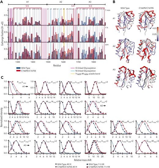 HXMS. Samples were prepared in a 1:5 dilution of A1A2A3 into Tris-buffered saline in deuterium oxide (pD = 7.4). After incubation, hydrogen exchange was quenched by low pD ≅ 2.3. Samples were injected and digested on column with pepsin. Proteolytic fragments were collected on a C8-trap and separated on a C18-column in line with the mass spectrometer. (A) Hydrogen-deuterium exchange fraction of wild type (blue area) and C1669S/C1670S A1A2A3 (red area) after 1 minute, 1 hour, and 18 hours (top to bottom). (B) One-hour exchange fraction mapped onto the crystal structures of A1 (pdb ID 5BV8),12 A2 (pdb ID 3gxb),5 and A3 (pdb ID 1ao3).6 Black = not resolved, blue = 0, white = 0.25, and red ≥ 0.5. (C) Comparison of peptide envelopes (normalized intensity as a function of the mass shift relative to the “all H” peak) of various peptides within the A1, A2, and A3 domains after 1 hour of exchange. (See supplemental Figures 17-26 for peptide mapping, hydrogen-deuterium exchange fractions as a function of residue number, structural location, time of exchange, and representative peptide envelopes; and supplemental Table 3 for HXMS experimental parameters in the supplemental materials.)