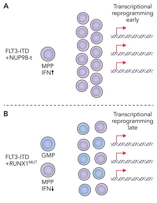 Depiction of two different mouse models of pediatric (A) and adult (B) Flt3-ITD co-mutant myeloid leukemia. (A) Flt3-ITD plus NUP98-translocation (NUP98-t) leads to early transcriptional reprogramming with unique upregulation of type 1 interferon. Co-mutant MPPs expand to give rise to AML. (B) Flt3-ITD plus RUNX1MUT leads to late transcriptional reprogramming and expansion of co-mutant MPPs and GMPs giving rise to AML. Professional illustration by Patrick Lane, ScEYEnce Studios.