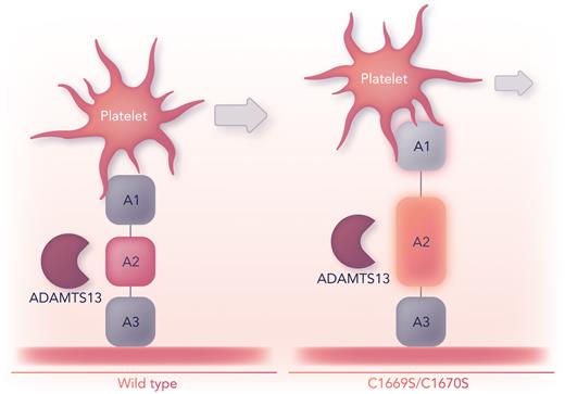 Intramolecular interaction(s) between A1 and A2 regulates VWF shear-dependent functions. The absence of the C1669–C1670 disulfide bond in the VWF A2 domain of a model polypeptide (A1A2A3) leads to greater deformations that promote intramolecular dissociation between the A1 and A2 domains. As a result, platelets translocate more slowly across immobilized A1A2A3C1669S/C1670S than they do across A1A2A3wt. Prolonged tension from bound platelets under flow and a more easily unfolded A2 should enhance VWF’s susceptibility to proteolysis by ADAMTS13. Professional illustration by Somersault18:24.