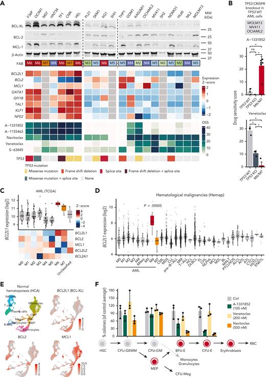 High BCL-XL expression in erythroid and megakaryoblastic leukemia underlies sensitivity to BCL-XL inhibition. (A) Protein levels of BCL-2 family members of BCL-XL, BCL-2, and MCL-1 in 21 AML cell lines. FAB subtype, expression of BCL-2 family genes and erythroid lineage TFs in AML cell lines from the CCLE data set (gray color, data not available), drug sensitivity scores of BCL-2 family inhibitors, and TP53 mutations are shown below as heatmaps. (B) Sensitivity of parental (TP53 WT) and CRISPR-mediated TP53 knockout (TP53 KO) variants of MOLM13, MV411, and OCIAML2 cell lines to A-1331852 and venetoclax as drug sensitivity scores. Erythroid/megakaryocytic AML cell lines are shown as a comparison. P values were obtained using paired Welch t tests (KO vs WT) and Wilcoxon rank-sum tests (M6/M7 vs others). Bar heights indicate mean, error bars indicate standard deviation, and dots indicate individual cell lines. (C) Expression of BCL-2 family genes in AML FAB subtypes in the TCGA data set. In the box plot, the horizontal line indicates the median, boxes indicate the interquartile range, and whiskers extend from the hinge to the smallest/largest value, at most 1.5 interquartile range from the hinge. (D) BCL2L1 (BCL-XL) expression across hematological malignancies in the Hemap data set. P value for AML M6 samples compared with all other samples using Wilcoxon rank-sum test is shown. Box plot as in panel C. (E) UMAP plots of single-cell RNA-seq data of normal hematopoiesis from the HCA, with cell type annotations based on the reference-based method SingleR and BCL2L1, BCL2, and MCL1 expression levels as normalized and scaled log-transformed counts colored on the plots. (F) Colony-forming potential of healthy BM mononuclear cells after 24 hours pretreatment of the indicated compounds in cell culture. Each dot represents a technical replicate and number of colonies were normalized to control after culturing the cells for 2 weeks in semisolid medium. Bar heights indicate mean and error bars indicate range. HCA, Human Cell Atlas; KO, knockout; WT, wild-type.