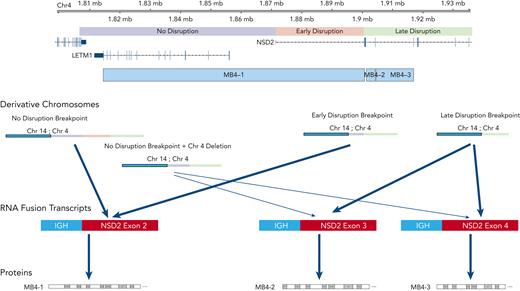 Summary view of t(4;14) patients based on breakpoint location, expression of fusion transcripts, and predicted NSD2 protein. Chromosome 4 shown on top with breakpoint locations (no- vs early- vs late-disruption) shown relative to genes on chromosome 4. Resultant derivative chromosomes from different translocation breakpoints along with RNA fusion transcripts and proteins are shown.