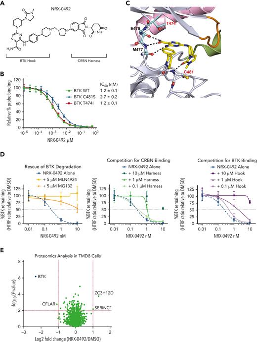 NRX-0492 selectively degrades BTK via a cereblon (CRBN)- and proteasome-dependent mechanism. (A) Chemical structure of NRX-0492. (B) Binding of NRX-0492 to BTK WT, C481S, and T474I mutant BTK measured in a FRET competition assay. Data represent average values and standard deviations from 3 experiments. (C) Crystal structure of kinase domain of WT BTK in gray cartoon bound to the “hook” of NRX-0492 in yellow sticks. Functional kinase motives are colored for orientation: c-Helix in pink, P-loop in orange, activation loop in green, and gate/hinge in cyan. Mainchain atoms that engage in hydrogen bonding interaction are shown in sticks and the corresponding hinge region residues are labeled in black. The hydrogen bonding interactions are indicated with dashed black lines. Sidechains of mutational hotspots T474 and C481 are shown in sticks and labeled in red. (D) TMD8 cells were pretreated with MLN4924, MG132, harness, or hook at the indicated concentrations for 1 hour. Cells were then treated with NRX-0492 for an additional 4 hours, and BTK levels were quantified by total-BTK homologous time–resolved fluorescence. Each experiment was performed in triplicate. Graphs represent mean ± SD. (E) TMD8 cells were treated for 6 hours with 50 nM NRX-0492 or DMSO in triplicate. Samples were analyzed with tandem mass tag mass spectrometry. Results are graphed in a volcano plot with a statistical significance threshold of P < .01 indicated by the horizontal dotted line.