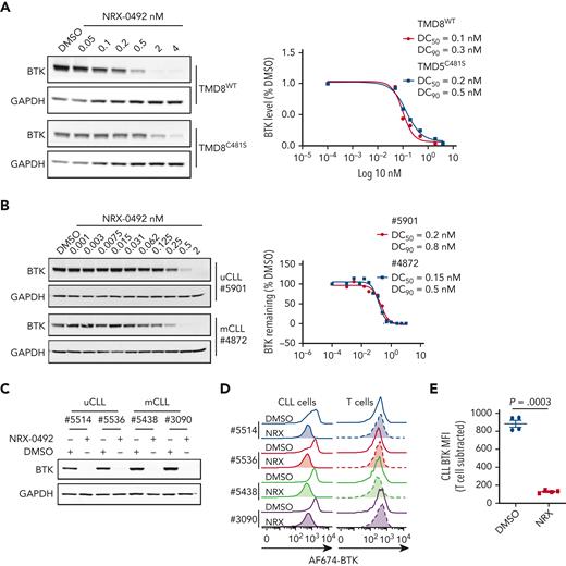 NRX-0492 induces degradation of WT and C481S mutant BTK. Degradation of BTK by NRX-0492 was assessed by Western blot in TMD8 (A) and primary CLL cells (B) and DC50 and DC90 were calculated based on immunoblot quantification. Comparative analysis of BTK degradation in PBMCs from 4 patients exposed to 2nM NRX-0492 for 4 hours using (C) immunoblotting and (D) flow cytometry. NRX-0492 reduced BTK staining intensity in CLL cells but not T cells. (E) Mean fluorescent intensity of anti-BTK AF647 in T cells was used as background control; comparison by paired t test. MFI, mean fluorescent intensity.